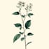 paint watercolour botanical illustrations