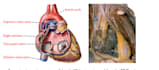 draw anatomical, medical and scientific illustrations
