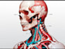 draw your medical illustration
