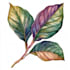 paint watercolour botanical illustrations
