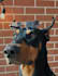 create content for your brand featuring my dog as the model
