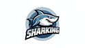 do awesome angry shark mascot logo design