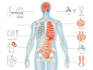 draw professional medical illustrations