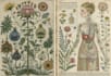 do botanical and anatomical scientific illustrations