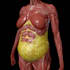 create medical 3d animations