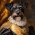 design custom pet portrait