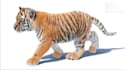 create realistic 3d animal animation, 3d animal rigging, 3d animal model cgi vfx