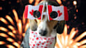 create pet ugc videos featuring my beagle, rosie