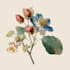 paint watercolour botanical illustrations
