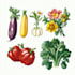 paint vegetables, fruits, flowers and plants illustrations