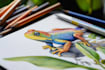 draw animal and botanical illustrations