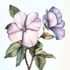 paint watercolour botanical illustrations