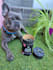 do dog ugc photos and german videos