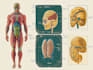 design scientific, medical, educational illustration for you