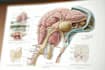 make highly customised medical and anatomy illustrations
