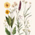do botanical illustration with scientific focus