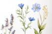 draw realistic botanical watercolor illustration