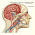 design medical and scientific illustration