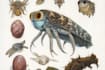 draw a scientific illustration