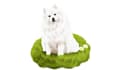 make a pet illustration