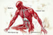 draw exercise, medical and anatomy illustrations