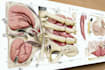 make highly customised medical and anatomy illustrations