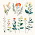 make botanical illustration with hand drawn
