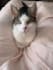 create purrfect cat ugc featuring my adorable cat