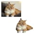 professional background removal for perfect photos