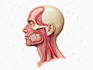 draw professional medical illustrations