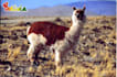 send a postcard from bolivia, south america