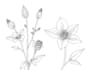 drawn a highly detailed line art botanical illustration