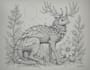 draw an animal and botanical illustration