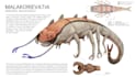 draw speculative evolution paleoart creature illustration