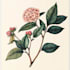 do paint watercolour botanical illustrations