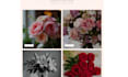design flower store flower shopify store flower website florist website