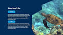 design a powerpoint presentation and pitch deck