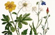 draw botanical illustration art for you