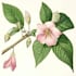 create a realistic botanical drawing