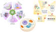 do scientific and biological illustrations
