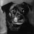drawing your pet into royal portraits