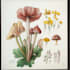 paint botanical and scientific illustrations