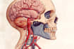 draw digital coloured anatomy and medical illustrations