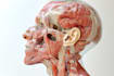draw anatomy images and medical illustrations professionally
