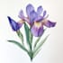 paint watercolor botanical illustrations