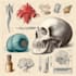 draw exercise, medical and anatomy illustrations