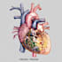 do medical and scientific illustrations