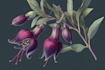 illustrate botanical and anatomical scientific illustrations
