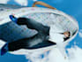 3d music video animation music video edit  visual effect cgi vfx art animation