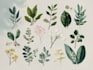 paint watercolour botanical illustrations